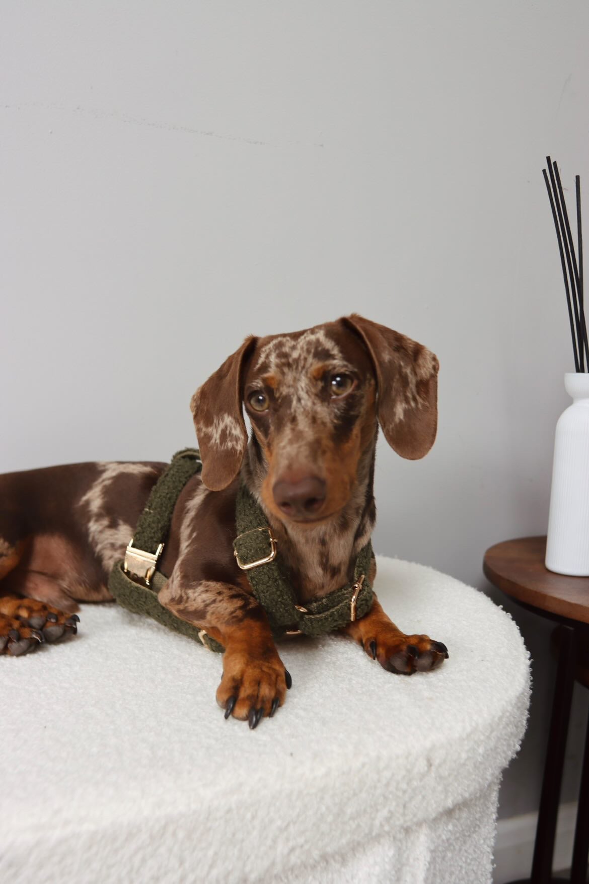 Khaki Teddy Fully Adjustable Harness