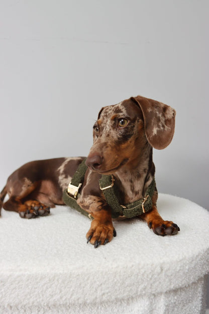 Khaki Teddy Fully Adjustable Harness