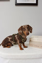 Khaki Teddy Fully Adjustable Harness