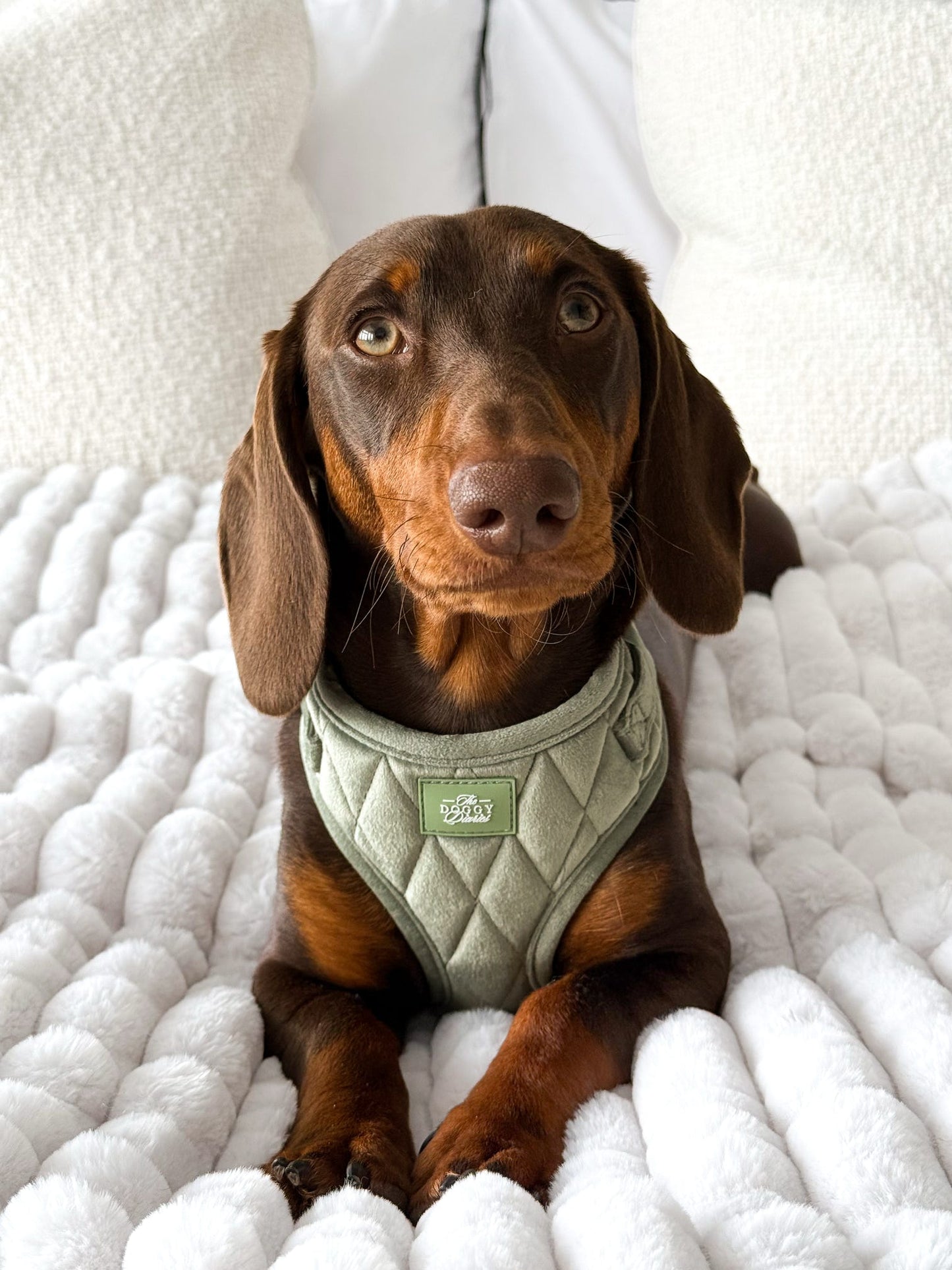 Sage Quilted Velvet Harness