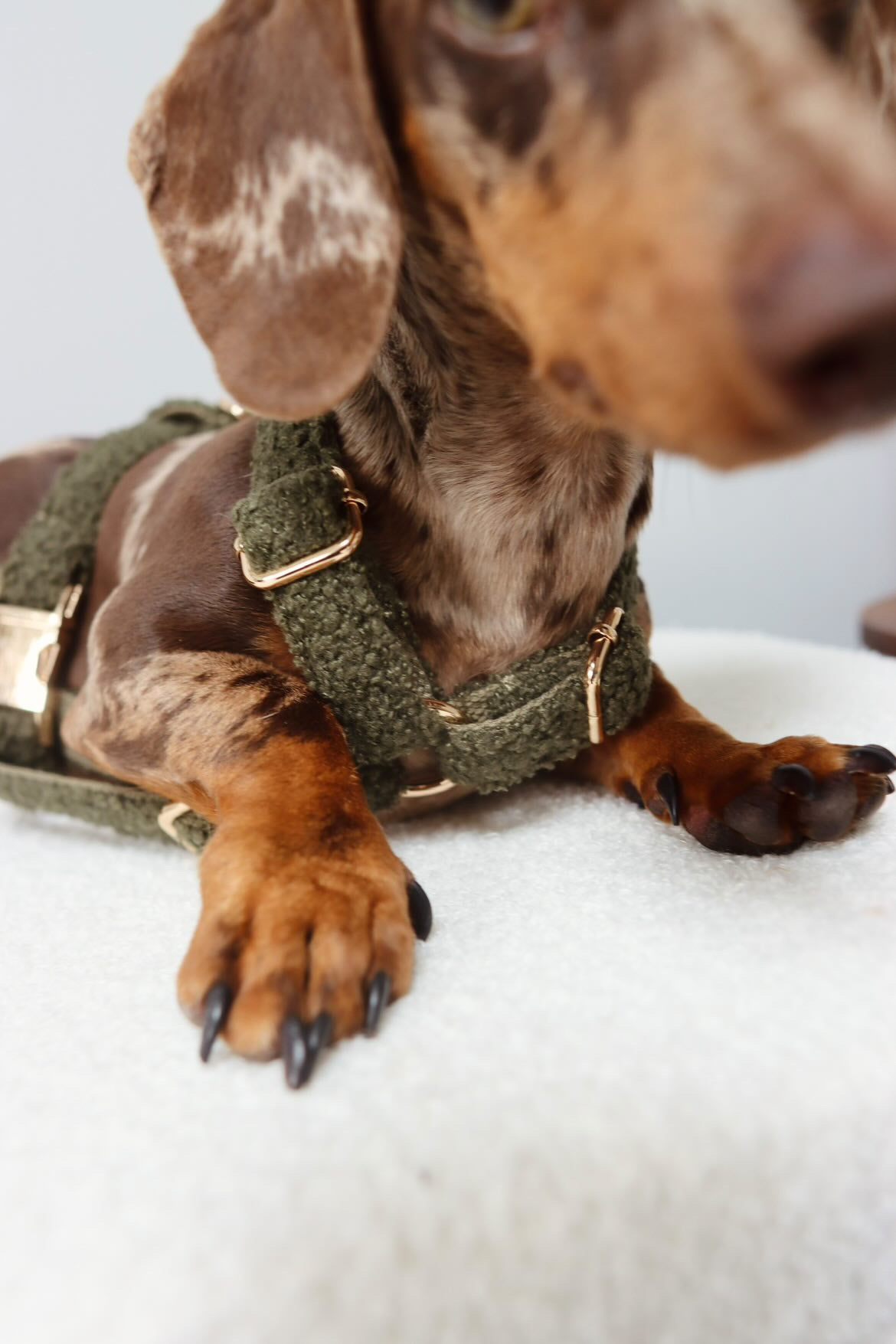 Khaki Teddy Fully Adjustable Harness