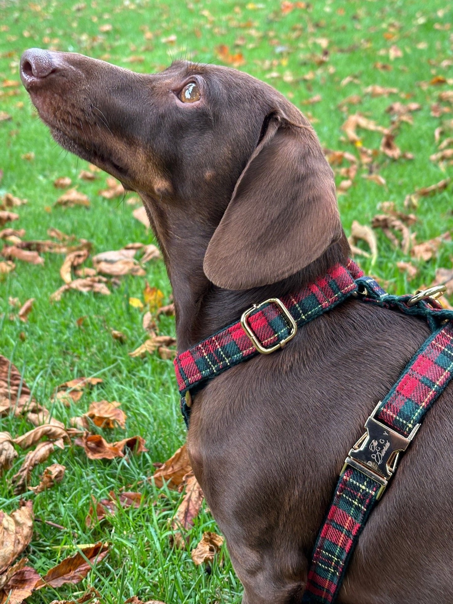 Tartan Fully Adjustable Harness