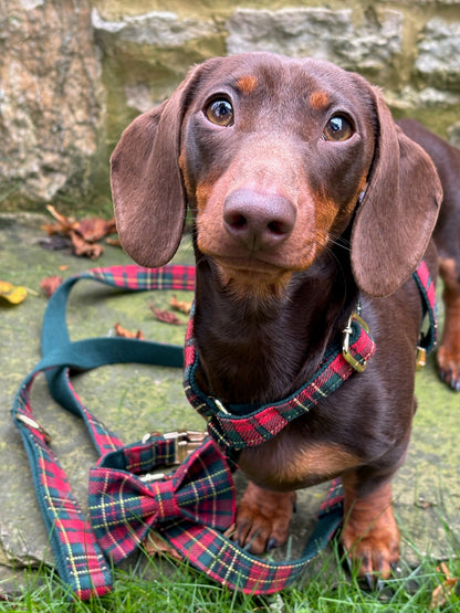 Tartan Fully Adjustable Harness